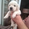 Stunning Golden Retriever Puppies