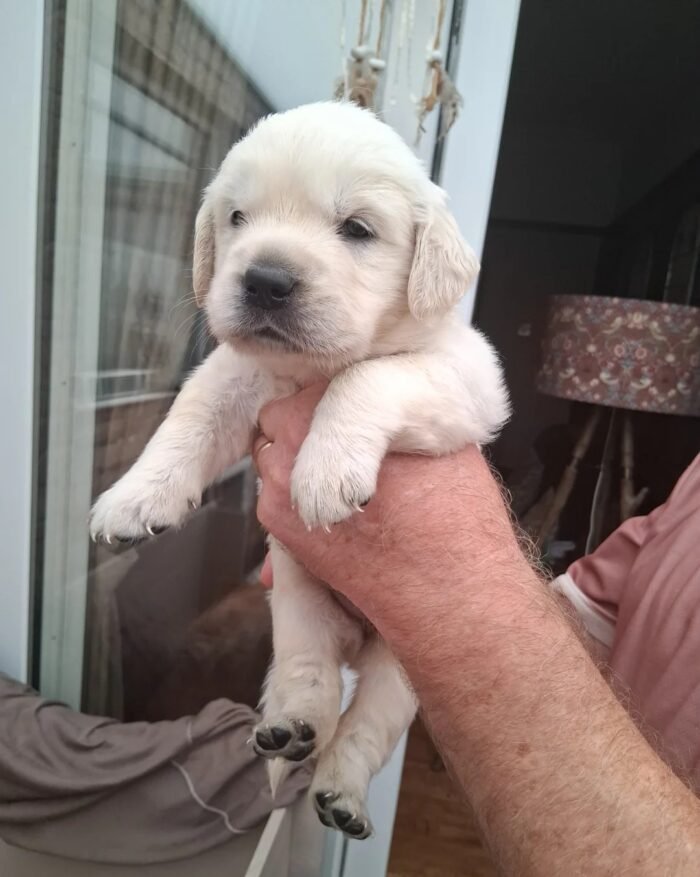 Stunning Golden Retriever Puppies