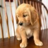 Fall in Love with Wendy | Golden Retriever Puppy Ready for Adoption