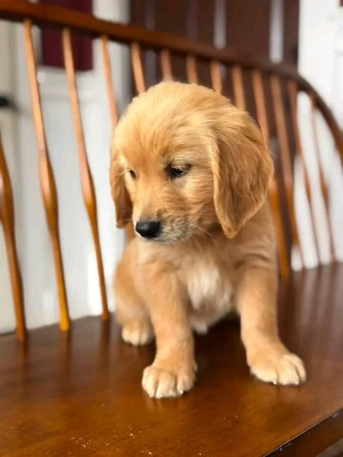 Fall in Love with Wendy | Golden Retriever Puppy Ready for Adoption