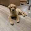 6c5098c6-f2db-4c6b-a85d-6f8095c75162 Gregory: Your Future Golden Retriever Companion