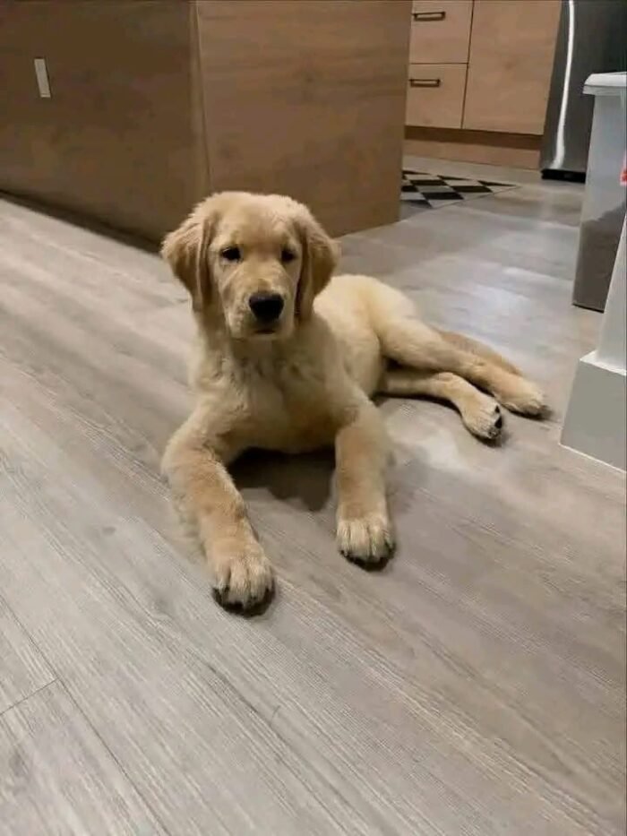 6c5098c6-f2db-4c6b-a85d-6f8095c75162 Gregory: Your Future Golden Retriever Companion