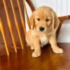 Fall in Love with Wendy | Golden Retriever Puppy Ready for Adoption
