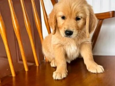 Fall in Love with Wendy | Golden Retriever Puppy Ready for Adoption