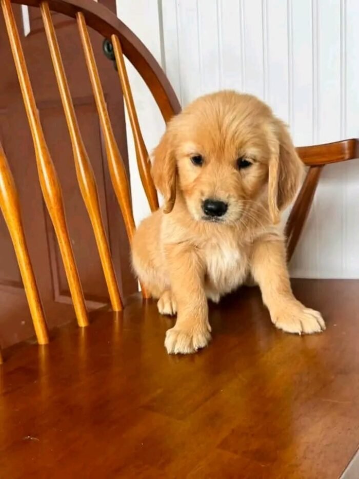 Fall in Love with Wendy | Golden Retriever Puppy Ready for Adoption