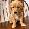 Fall in Love with Wendy | Golden Retriever Puppy Ready for Adoption