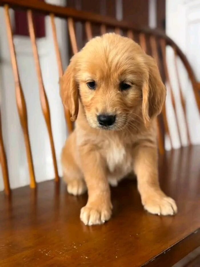Fall in Love with Wendy | Golden Retriever Puppy Ready for Adoption