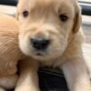 Denali x Beckham AKC Golden Retriever Litter (3 Weeks Old)