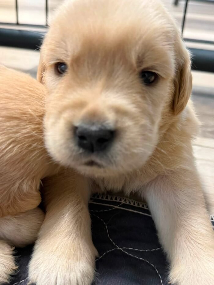 Denali x Beckham AKC Golden Retriever Litter (3 Weeks Old)