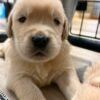 Denali x Beckham AKC Golden Retriever Litter (3 Weeks Old)