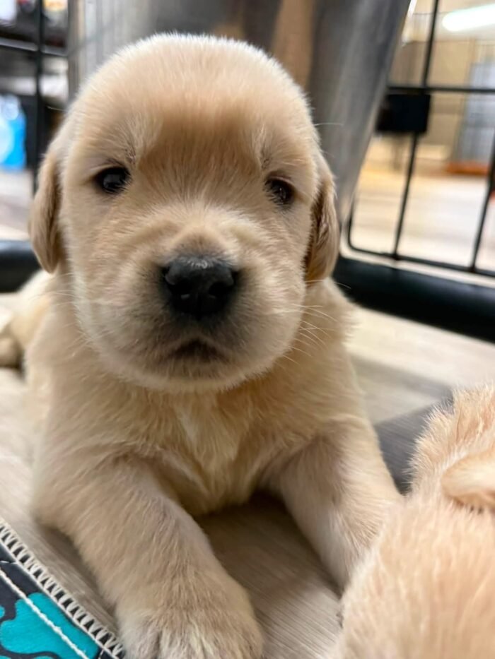 Denali x Beckham AKC Golden Retriever Litter (3 Weeks Old)
