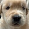 Denali x Beckham AKC Golden Retriever Litter (3 Weeks Old)