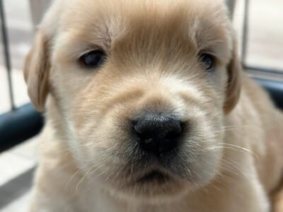 Denali x Beckham AKC Golden Retriever Litter (3 Weeks Old)