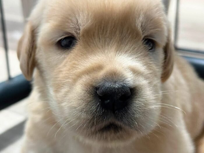 Denali x Beckham AKC Golden Retriever Litter (3 Weeks Old)