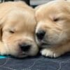 Denali x Beckham AKC Golden Retriever Litter (3 Weeks Old)