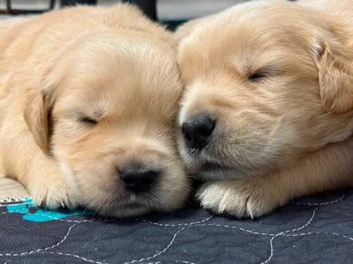 Denali x Beckham AKC Golden Retriever Litter (3 Weeks Old)
