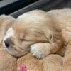 Denali x Beckham AKC Golden Retriever Litter (3 Weeks Old)