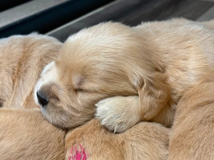 Denali x Beckham AKC Golden Retriever Litter (3 Weeks Old)