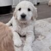 Healthy 5-Week-Old Golden Retriever Puppies Available Now