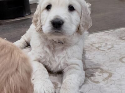 Healthy 5-Week-Old Golden Retriever Puppies Available Now