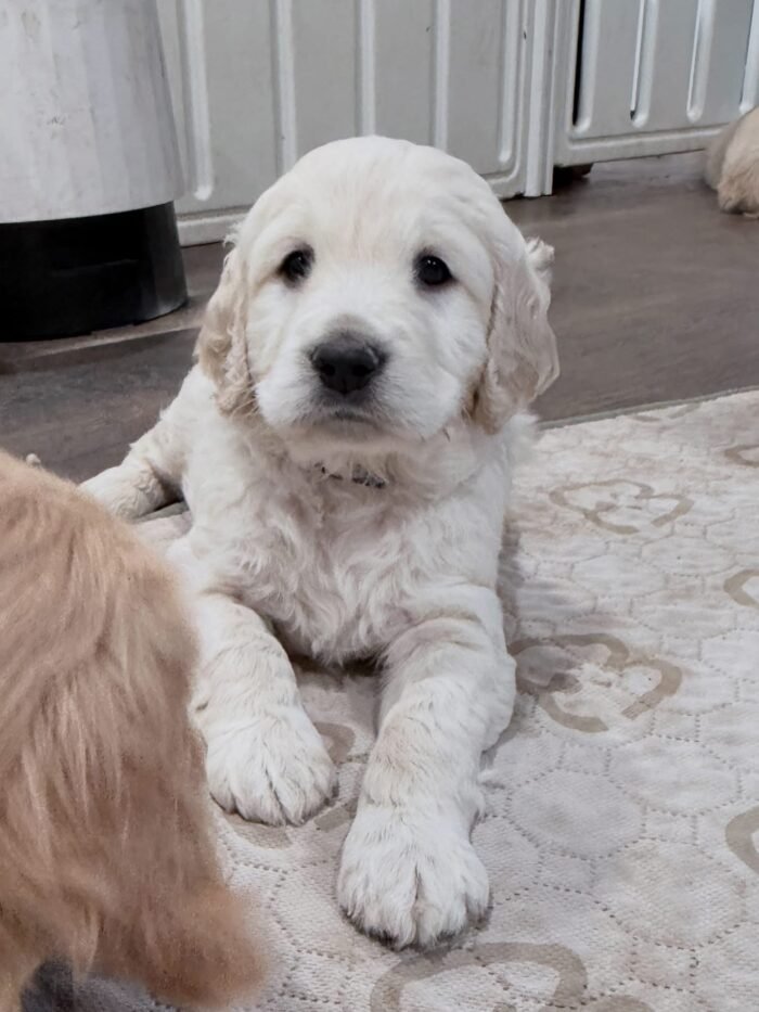 Healthy 5-Week-Old Golden Retriever Puppies Available Now