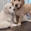 Healthy 5-Week-Old Golden Retriever Puppies Available Now