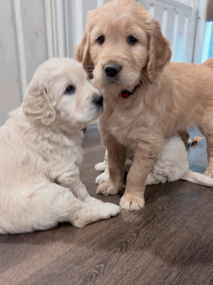 Healthy 5-Week-Old Golden Retriever Puppies Available Now