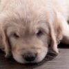 Healthy 5-Week-Old Golden Retriever Puppies Available Now