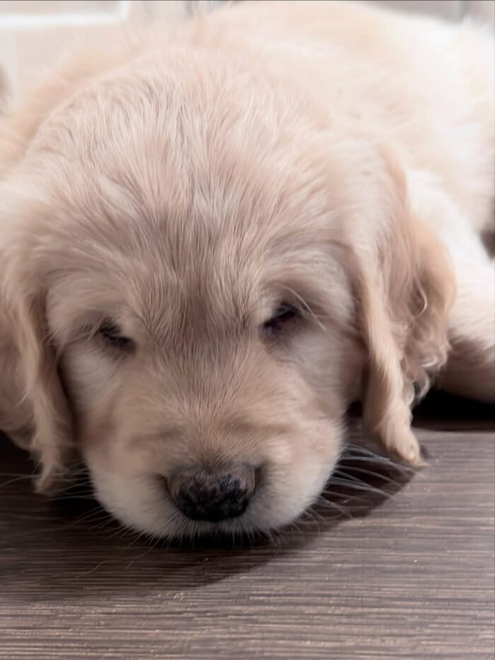 Healthy 5-Week-Old Golden Retriever Puppies Available Now