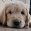 Healthy 5-Week-Old Golden Retriever Puppies Available Now