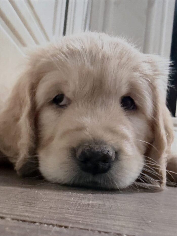 Healthy 5-Week-Old Golden Retriever Puppies Available Now