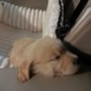 Golden Retriever Puppy Pair (Brother & Sister)