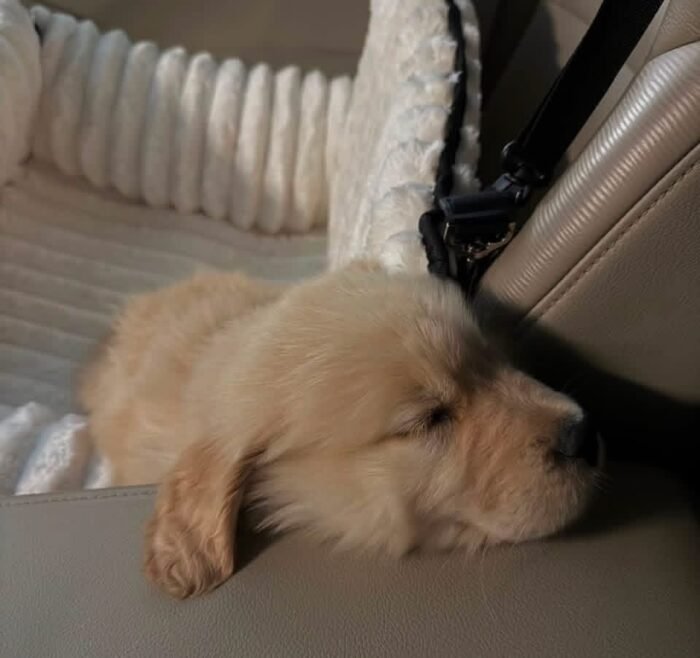 Golden Retriever Puppy Pair (Brother & Sister)