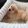 Golden Retriever Puppy Pair (Brother & Sister)