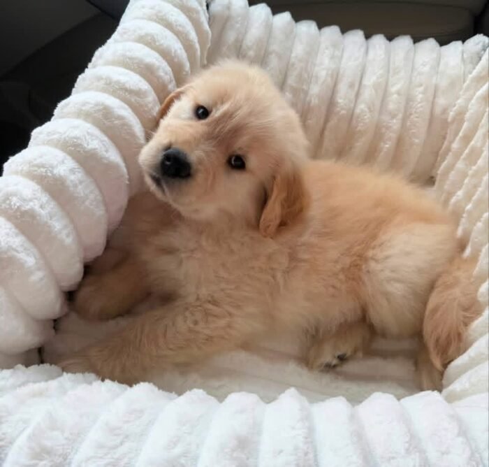 Golden Retriever Puppy Pair (Brother & Sister)