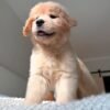 Golden Retriever Puppy Pair (Brother & Sister)