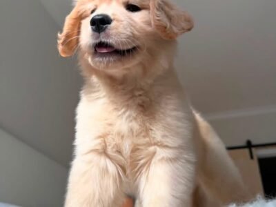 Golden Retriever Puppy Pair (Brother & Sister)
