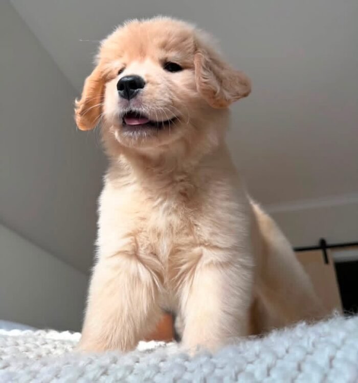 Golden Retriever Puppy Pair (Brother & Sister)