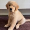 3-Week-Old Golden Retriever Puppy for Adoption