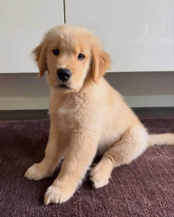 3-Week-Old Golden Retriever Puppy for Adoption