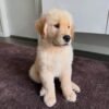 3-Week-Old Golden Retriever Puppy for Adoption