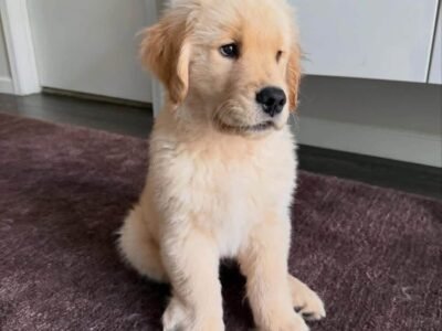 3-Week-Old Golden Retriever Puppy for Adoption