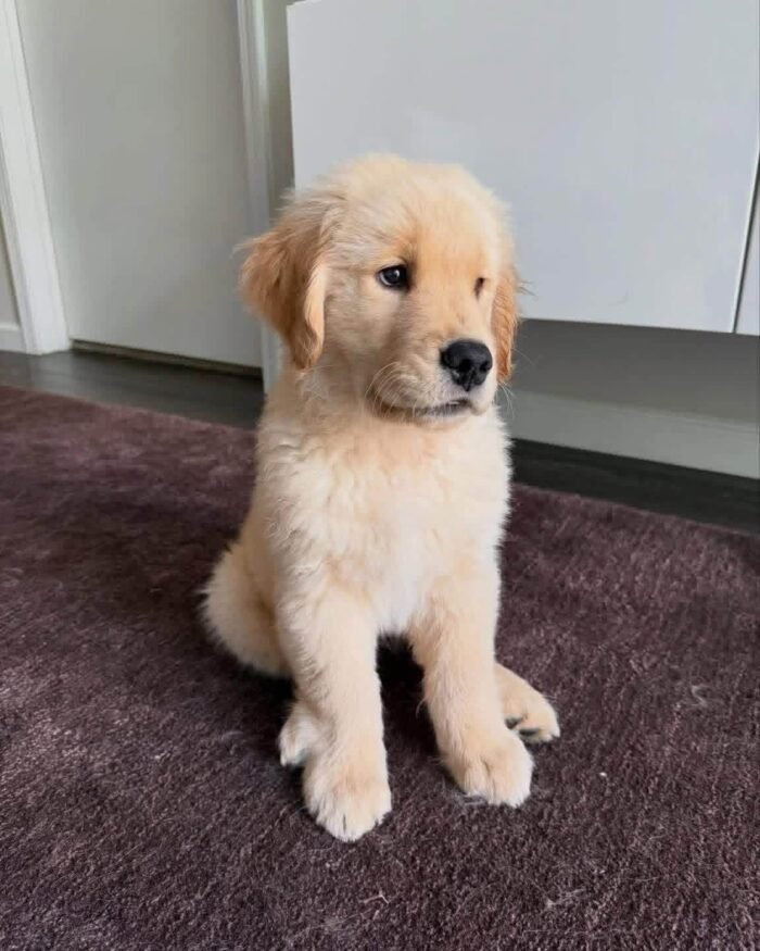 3-Week-Old Golden Retriever Puppy for Adoption