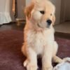 Puppy Listing: Meet Jimmy – Fully Vet-Checked & Ready for Adoption