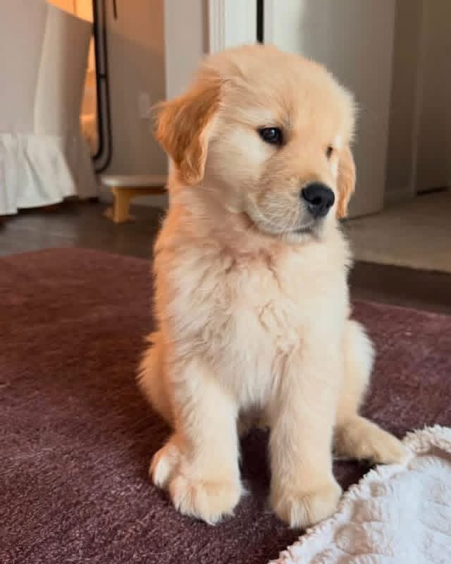 Puppy Listing: Meet Jimmy – Fully Vet-Checked & Ready for Adoption