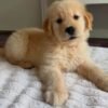 Puppy Listing: Meet Jimmy – Fully Vet-Checked & Ready for Adoption