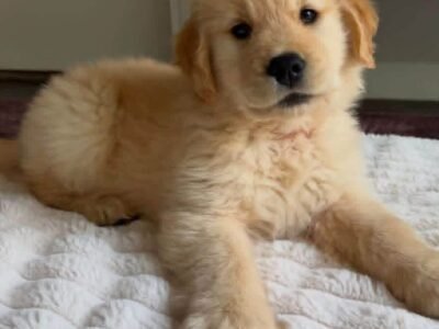 Puppy Listing: Meet Jimmy – Fully Vet-Checked & Ready for Adoption