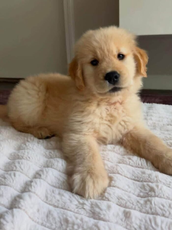 Puppy Listing: Meet Jimmy – Fully Vet-Checked & Ready for Adoption