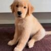 Puppy Listing: Meet Jimmy – Fully Vet-Checked & Ready for Adoption