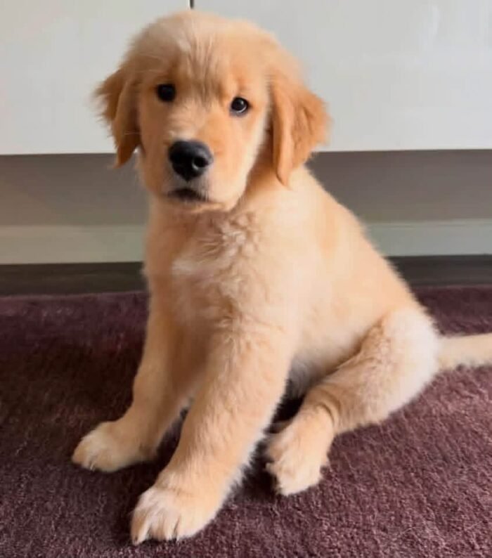 Puppy Listing: Meet Jimmy – Fully Vet-Checked & Ready for Adoption